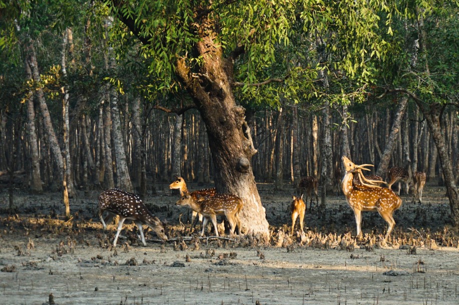 Rừng ngập mặn Sundarbans, bangladesh thuộc nước nào, kinh nghiệm du lịch bangladesh