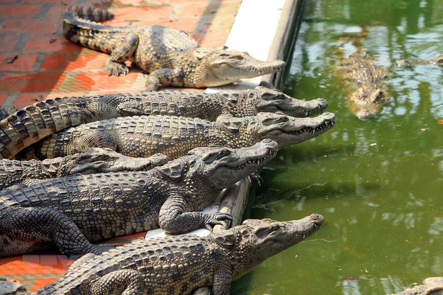 Trang trại cá sấu Dipi Crocodile Farm