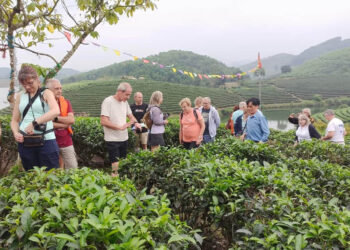 Du lịch đồi chè thanh chương ở nghệ an